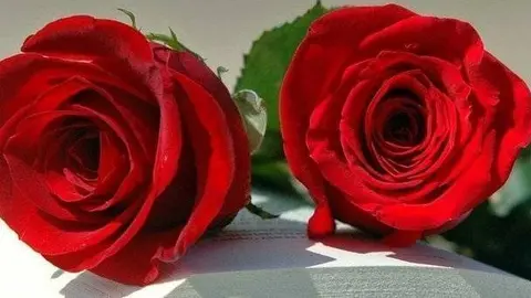 Roses, llibres i un record per tots aquells que estan privats de llibertat i a l'exili per les seves idees