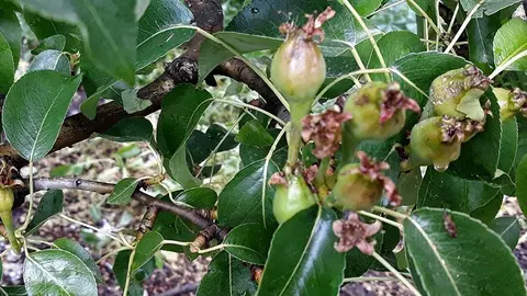 Arbre malmès per la calamarsada a Albatàrrec