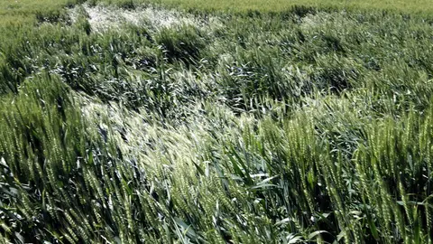 Conrreus afectats per les pedregades del dissabte a la Noguera 1