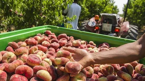 Collita de fruita de pinyol a Lleida