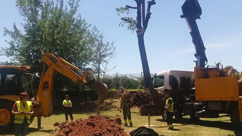 Trasplantament dels til·lers al nou espai al Parc de la Serra