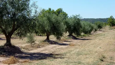 oliveres