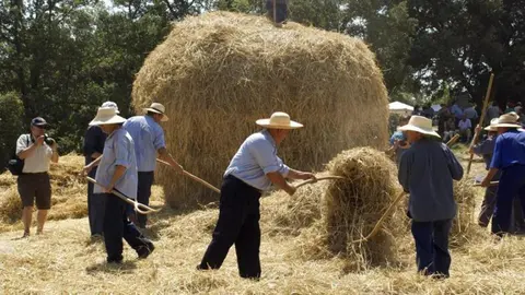 Imatge de la festa segar i batre de la Fuliola