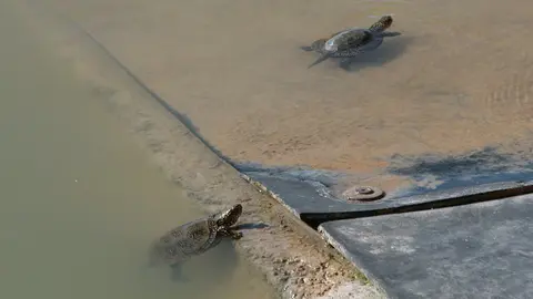 Dues de les tortugues alliberades el darrer any
