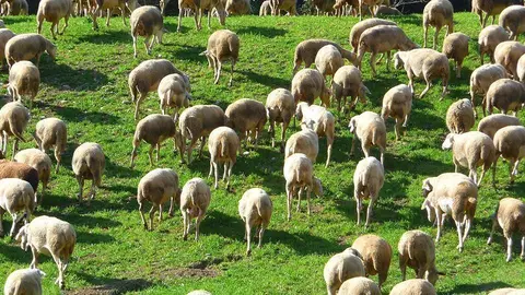 Imatge del sector oví 3