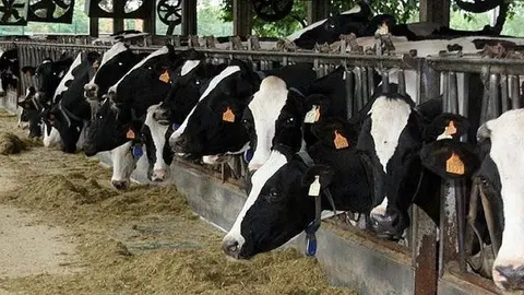 Una explotació ramadera de la demarcació de Lleida