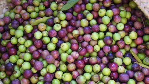 Olives arbequines de les Garrigues