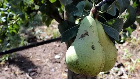 Una pera d'una finca de Juneda, afectada per la tempesta