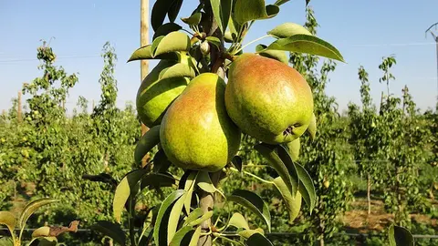 Pera Llimonera de Lleida