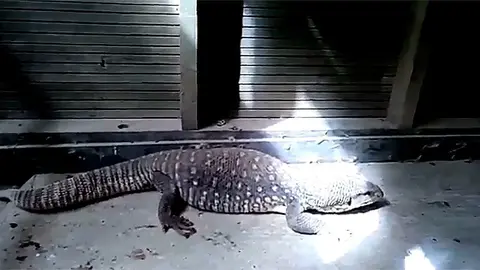 El Agents Rurals capturen un llangardaix de grans dimensions a Mollerussa