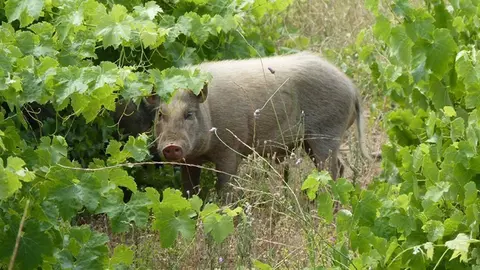 Senglar en els conrreus de la demarcació de Lleida