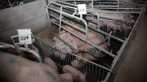 Explotació de mares al Pla d&#39;Urgell