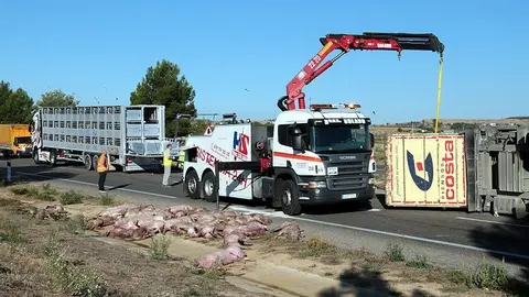 Alguns dels porcs que han mort arran de l&#39;accident del camió que els transportava a l&#39;A-2