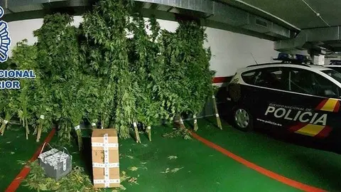 IMG-Les plantes localitzades per la Policia Nacional a Mollerussa