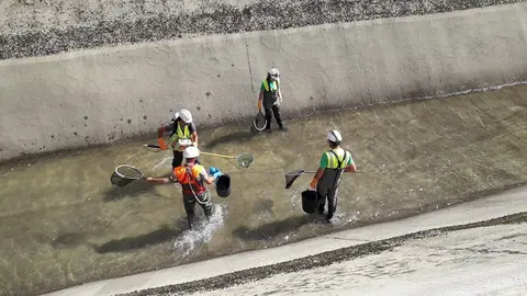 Els tècnics en les tasques de rescat dels peixos
