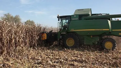 Inici de la campanya del panís a Ponent