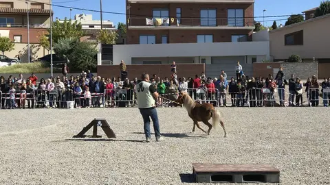 Espectacle de poni a càrrec de Caballos Mediala.