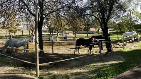 Cavalls de la Fundació Manreana amb què es fan teràpies eqüestres