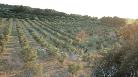 Oliveres a la finca de Mas Blanch i Jové
