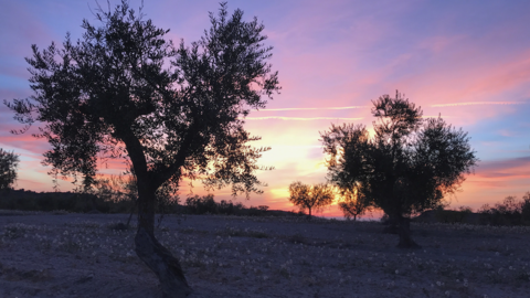 Oliveres - Cooperativa Sant Fortunat de Castelldans
