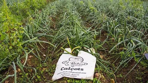 Conreu de calçots del Rebost de Ponent