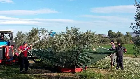 Imatge dels pagesos en la campanya de collita d l'oliva