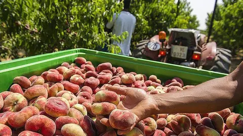 Imatge d'una plantació de pressecs a la demarcació de Lleida 1