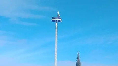 El nou emplaçament de les cigonyes a les Borges Blanques. Foto Anna Roig