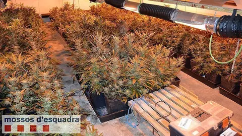 Imatge de les plantes cultivades en una nau a l'Horta de Lleida