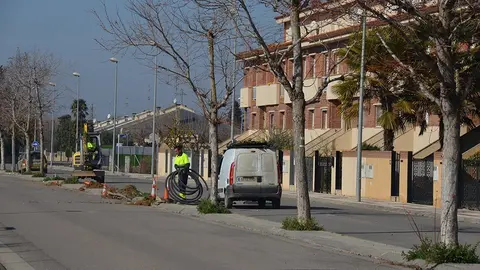 arbres mossén cantons