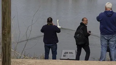 Alliberament cigne cantaire a l'Estany d'Ivars i Vila-sana