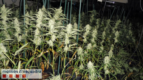 Les plantes de marihuana a la nau industrial de Torà