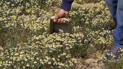 Conreu de la camamilla al Parc de les Olors de Llinyola