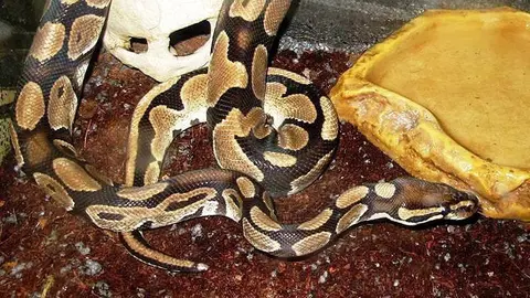 Un dels exemplars de Pitó real que es volien vendre il·legalment a Torres de Segre