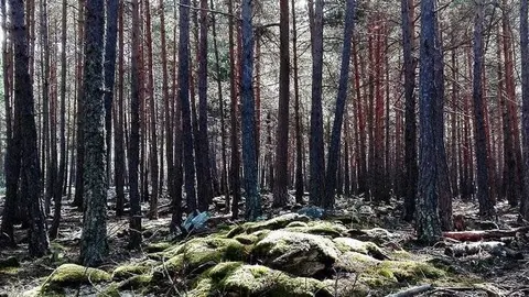 Bosc de Virós Parc Natural Alt Pirineu Pla de Buiro ©Imatge d'arxiu