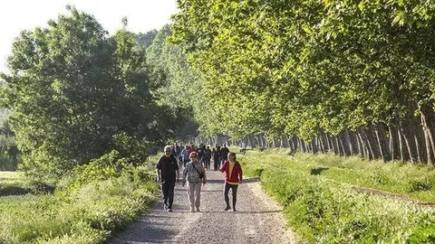 Espais verds en les banquetes dels Canals d'Urgell