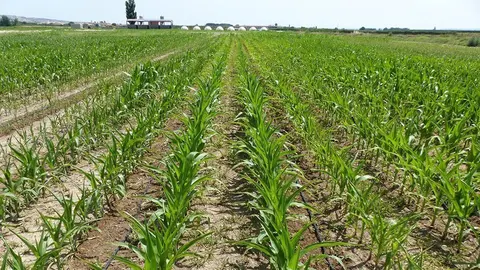 Innovació reg de goteig en un camp de panís de la Cooperativa d'Ivars