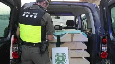 Moment de l'actuació contra el tràfic d'espècies protegides