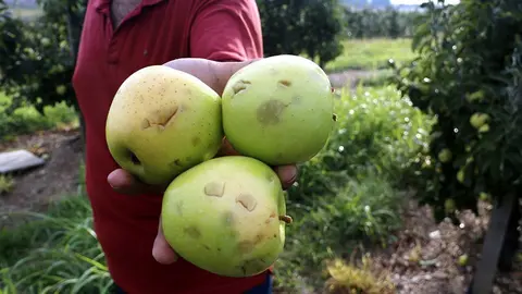 Pomes danyades per la pedra en una explotació de Vila-sana