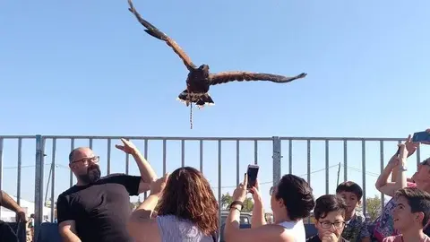 Exhibició de falconeria a la Fira del Caçador de Tàrrega