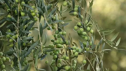 Olives a la branca en una finca de Maials