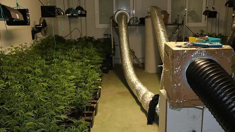 Les plantes de marihuana i del sistema de cultiu que aquest dimarts s'han trobat en una nau a les Borges Blanques