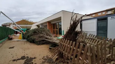 El xiprer ha caigut sobre el mobiliari i la pèrgola de la guarderia Lo Sitjare