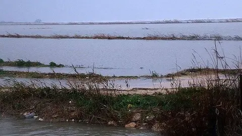 Camps d'arròs afectats per la inundació marítima del temporal Glòria a la zona de la Marquesa, al delta de l'Ebre
