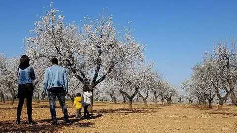 Públic familiar visita la floració de l'ametller va les Garrigues