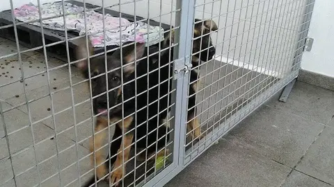 Imatge d'arxiu del refugi d'animals de Mollerussa