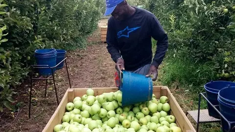 Collita de fruita a les finques de Ponent