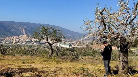 Miquel Àngel Herrero pren notes entre ametllers