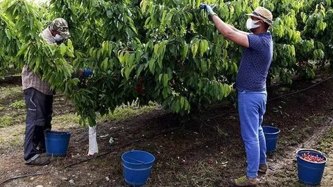 Treballadors en una finca de Seròs mantenen les distàncies de seguretat