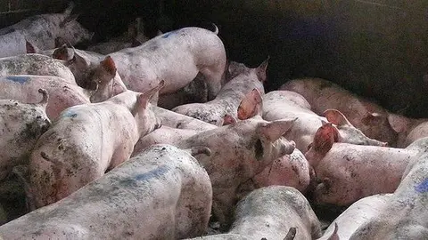 Els Mossos d'Esquadra detenen un home per robar 273 porcs